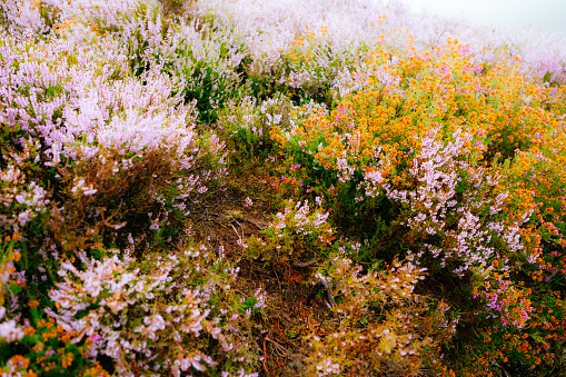Wild heather blooming in mid August on a remote Scottish hill.