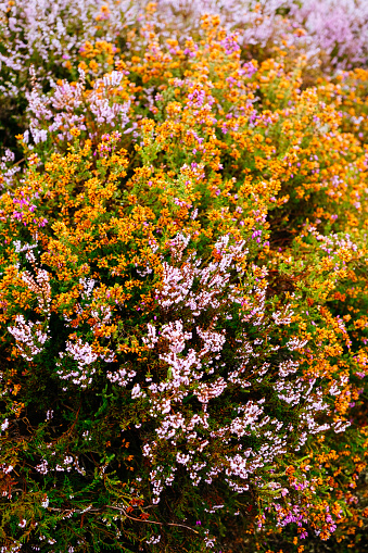 Heather blossom with selective focus