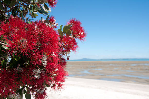 Pohutawaka beachview Auckland. A branch of the native pohutakawa tree in full bloom, with a view of Rangitoto Island in the back ground. Taken on the Maraetai coastline in Auckland, New Zealand. Dec 2016 rangitoto island stock pictures, royalty-free photos & images