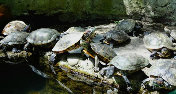A group of red-eared slider (Trachemys scripta elegans) in the pond A group of red-eared slider turtles or red-eared terrapin (Trachemys scripta elegans) in the pond at noon coahuilan red eared turtle stock pictures, royalty-free photos & images
