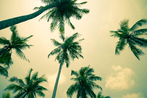 istock Beautiful silhouette coconut palm tree with clear sky background in vintage tone. 1616577345