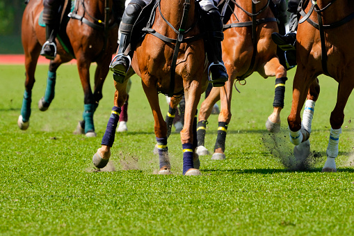 Close-up of bay horse jumping over a hurdle on show jumping training. The photo shows the moment when the horse front legs exceed the hurdle. Heavily blurred treetops are in the background.