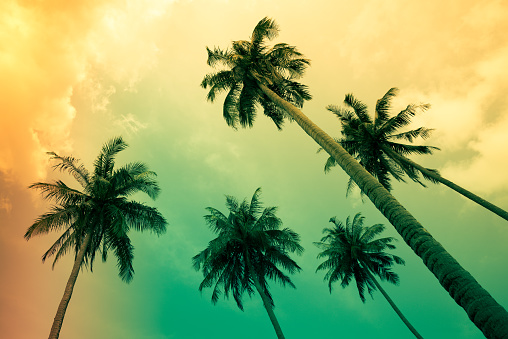 Beautiful coconut palm tree forest in sunshine day clear sky background retro tone & light leak effect. Travel tropical summer beach holiday vacation or save the earth, nature environmental concept.