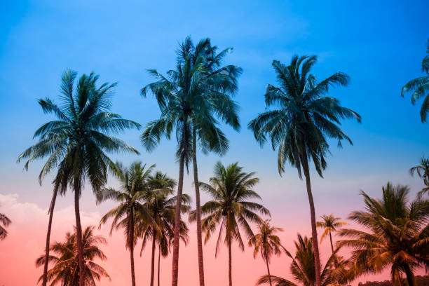 istock Beautiful coconut palm tree forest in sunshine day clear sky background color tone effect. 1616583997