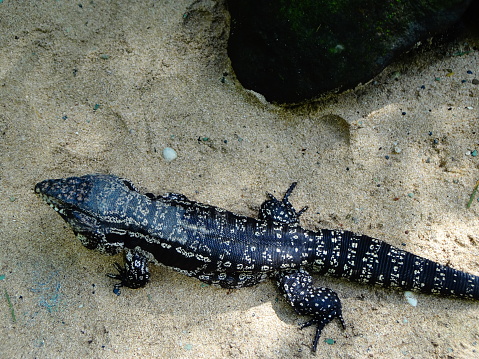 Argentine black and white giant tegu (Salvator merianae or Tupinambis merianae) on the sand that belongs to the Teiidae family.