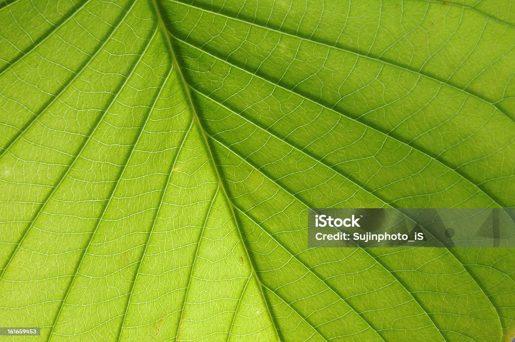 Foglia verde superficie - Foto stock royalty-free di Albero