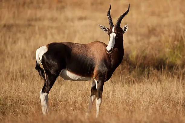 Bontebok antelope in the Bontebok National Park, South Africa