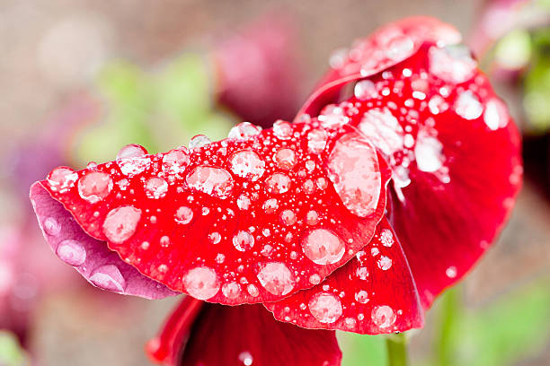Fleur rouge qui est mouillé de la pluie - Photo