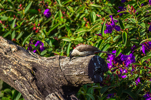 This photo feature a majestic Red-vented Bulbul (Pycnonotus cafer) perched on a trunk with beautiful Tibouchina urvilleana flowers in the background. 
The vibrant purple flowers in the background add a pop of color to the image.

I took the picture at the viewpoint of Huai Nam Dang National Park at  border of Chiang Mai and Mae hong son in Thailand

The red-vented bulbul is a member of the bulbul family of passerines. It is a resident breeder across the Indian subcontinent, including Sri Lanka extending east to Burma and parts of Bhutan and Nepal.  

The red-vented bulbul is easily identified by its short crest giving the head a squarish appearance. The body is dark brown with a scaly pattern while the head is darker or black. The rump is white while the vent is red. The black tail is tipped in white 

The red-vented bulbul is a Bulbul also know as Le merle hupé du Cap de Bonne Espérance - Merula Cristata Capitis Bonae Spei - Turdus cafer - Pycnonotus or นกปรอดก้นแดง in Thai