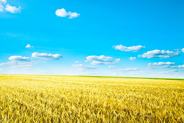 istock Beautiful spring field with the blue sky 161661590