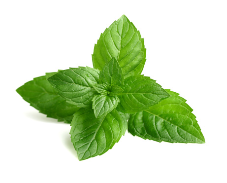 Fresh mint in closeup on a white background