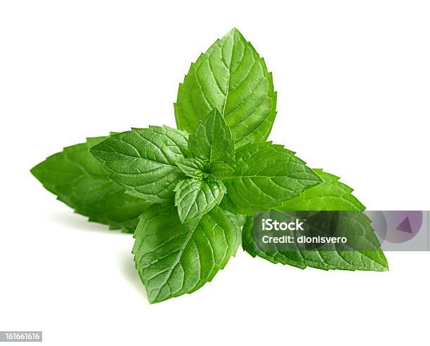 Fresh Mint In Closeup Stock Photo - Download Image Now - Mint Leaf - Culinary, Peppermint, Cut Out