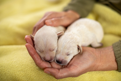Woman holding and cuddling ten days old labrador puppy. Puppies are beautiful and white. 
Part of series where people taking care of puppies abandoned in garbage and left without mother.