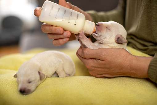 Woman feeding ten days old labrador puppy from bottle. Puppies are beautiful and white. 
Part of series where people taking care of puppies abandoned in garbage and left without mother.