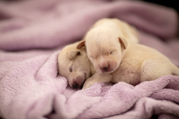 Ten days old labrador puppy lying on violet blanket and sleeping. Puppies are beautiful and white. Part of series where people taking care of puppies abandoned in garbage and left without mother.