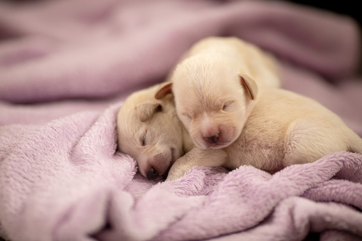 Ten days old labrador puppy lying on violet blanket and sleeping. Puppies are beautiful and white. 
Part of series where people taking care of puppies abandoned in garbage and left without mother.