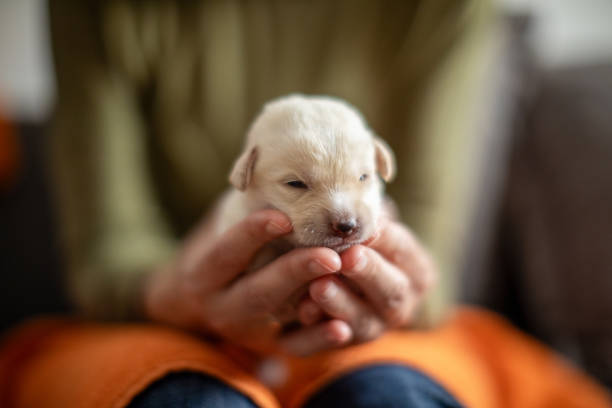 donna che coccola un cucciolo bianco di labrador di dieci giorni - newborn animal foto e immagini stock