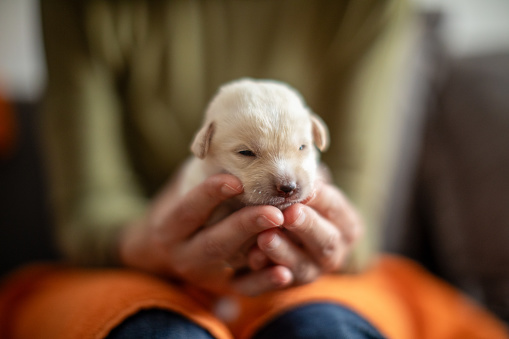 Woman holding ten days old labrador puppy. Puppies are beautiful and white. 
Part of series where people taking care of puppies abandoned in garbage and left without mother.