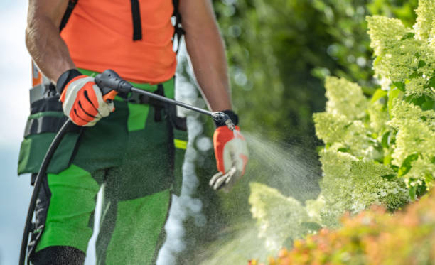 istock Insecticide and Fungicide on a Garden Plants 1616631499