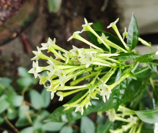 Cestrum nocturnum, the lady of the night, night-blooming jasmine, night blooming jessamine, night scented jessamine, night-scented cestrum or poisonberry is a species of plant in family Solanaceae. cestrum nocturnum, la dama de la noche, jazmín de floración nocturna, jessamine de floración nocturna, jessamine perfumada de noche, ceestro perfumado de noche o poisonberry es una especie fanerógama perteneciente a la familia solanaceae.