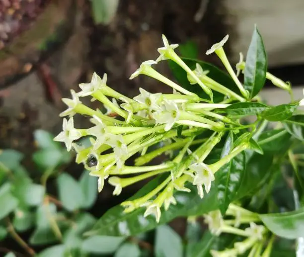Photo of Cestrum nocturnum, the lady of the night, night-blooming jasmine, night blooming jessamine, night scented jessamine, night-scented cestrum or poisonberry is a species of plant in family Solanaceae.