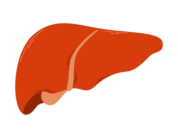 вектор выделен плоской здоровой печенью человека, мультяшным внутренним органом. - liver stock illustrations