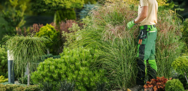 istock Professional Landscaper Examining Garden Plants Health 1616632099