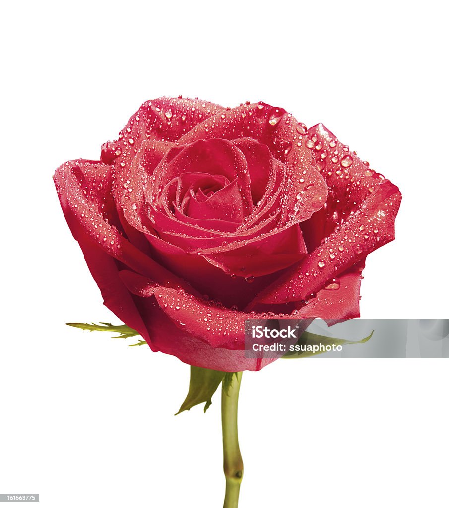 Pusta Zbliżenie rose z Ścieżka - Zbiór zdjęć royalty-free (Bez ludzi)