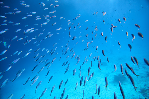 School of sea  fish are swimming to water surface