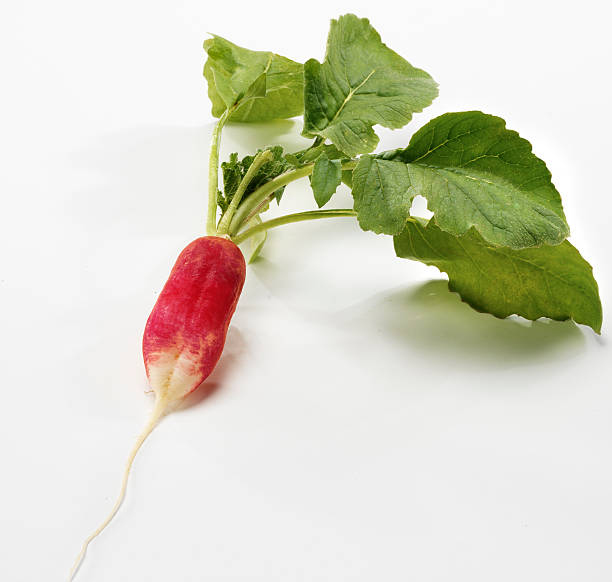 Radish on white stock photo