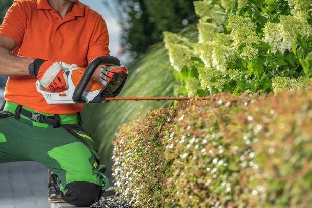 istock Gardener with Shrub Trimmer Shaping Decorative Plants 1616643434