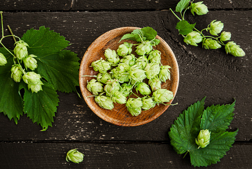 Picked herbal medicinal plant Humulus lupulus the common hop or hops. Hops flowers in wood bowl on black wood background, indoors home. Flat lay view, copy space.