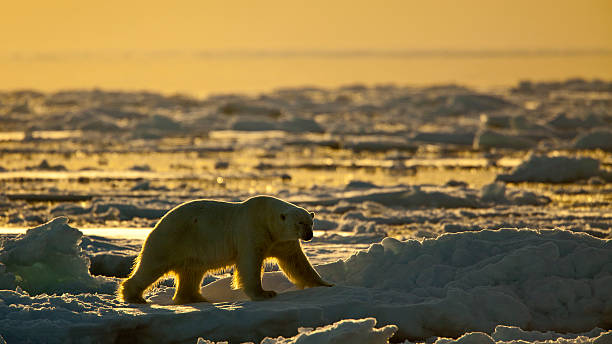 istock Eisbaer, Thalarctos maritimus, polar bear, in backlight 161664420