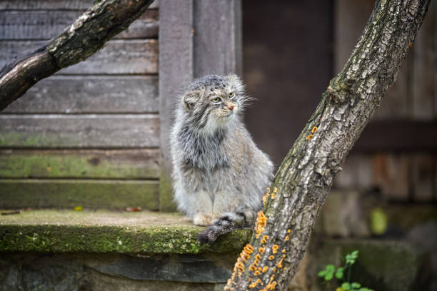 Pallas's cat - Otocolobus manul - resting on stone porch, looking to side