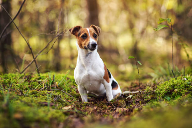 istock Small Jack Russell terrier sitting on forest path with leaves, moss and twigs, blurred trees background 1616647323