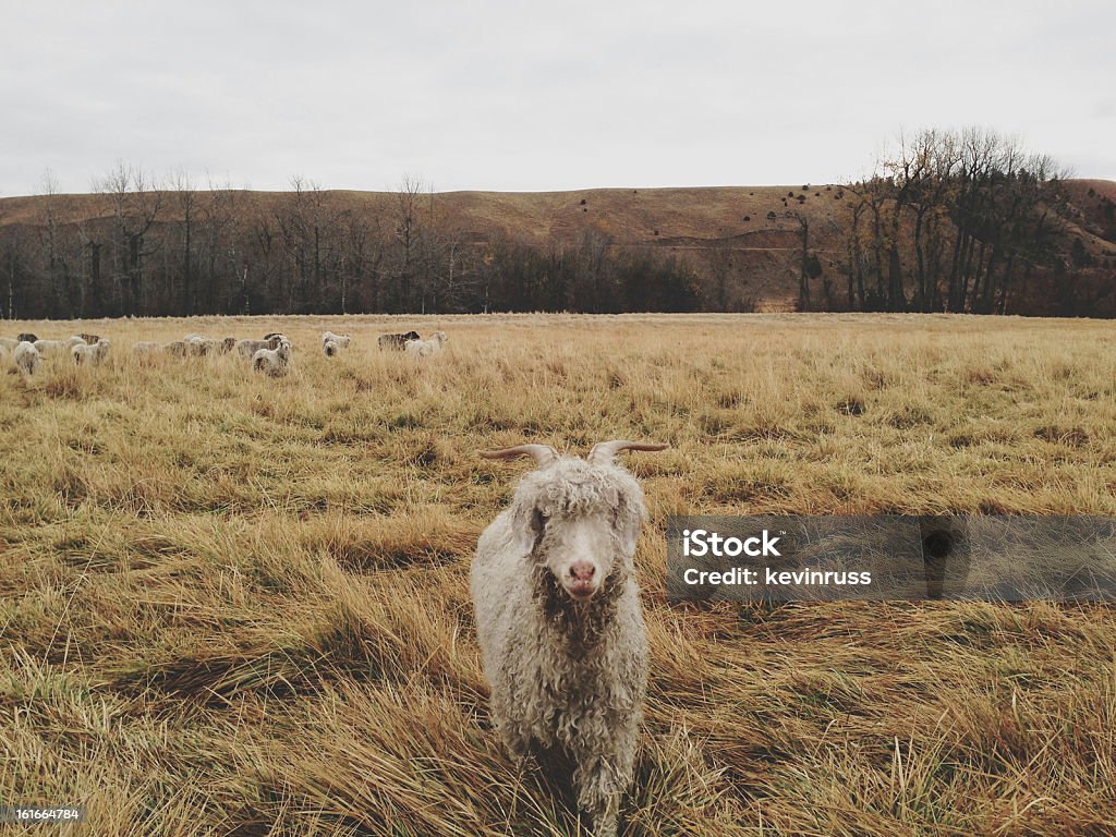 Wet-Ziege - Lizenzfrei Agrarbetrieb Stock-Foto