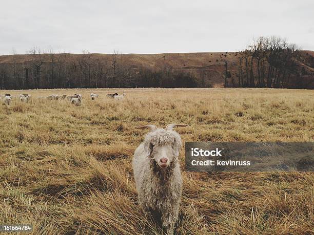 Wetziege Stockfoto und mehr Bilder von Agrarbetrieb - Agrarbetrieb, Domestizierte Tiere, Fotografie