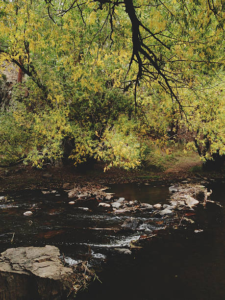 drzewo nad creek - evergreen tree obrazy zdjęcia i obrazy z banku zdjęć