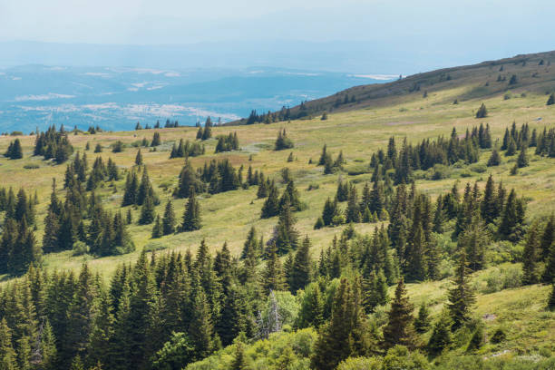 istock Summer Mountain Landscape with Pine Trees 1616664516