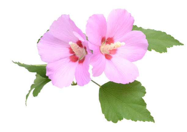 istock Pink hibiscus flower 1616666976