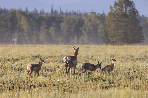 a pronghorn antelope doe and fawns in summer in Wyoming