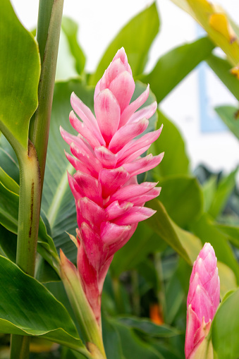 Red Cone Ginger, Alpinia purpurata, also known as Ginger Lily, contrasting against a light background with prominent green leaves.