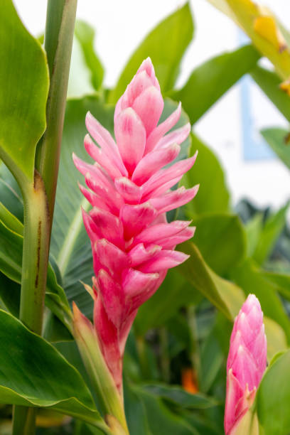 Red Cone Ginger flower with green leaves Red Cone Ginger, Alpinia purpurata, also known as Ginger Lily, contrasting against a light background with prominent green leaves. ginger stock pictures, royalty-free photos & images