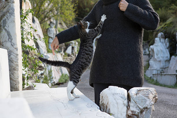 istock Kitten stretches herself up onto woman's sweater 161668098