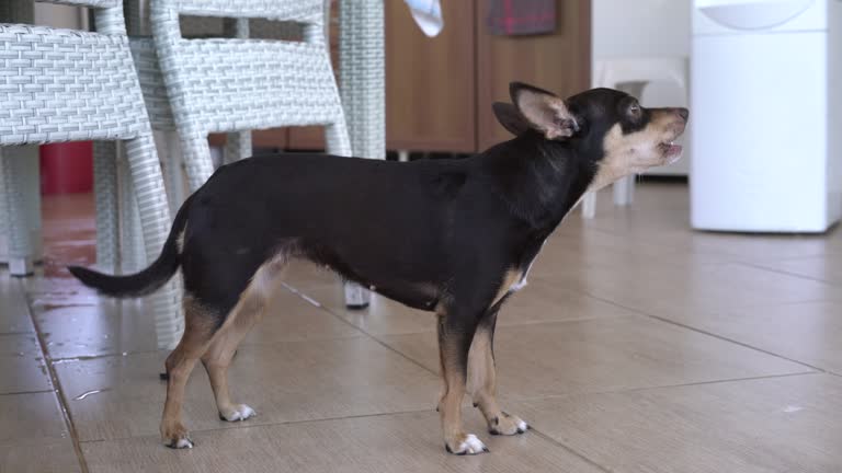 Small Chihuahua puppy dog barking at home.