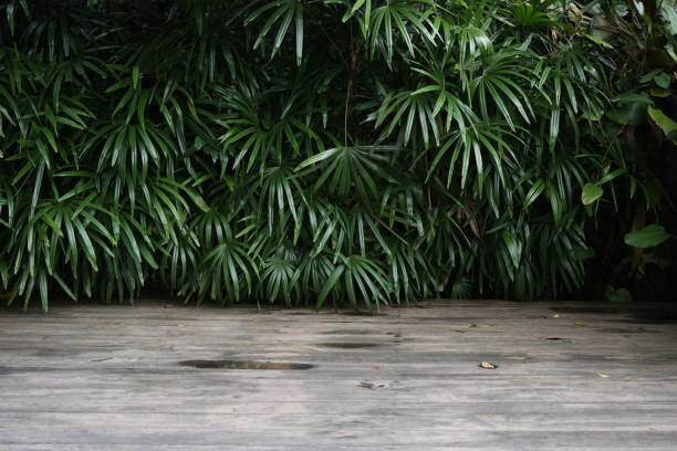istock Broadleaf lady palm with wooden floor 1616699678