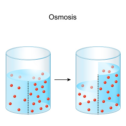 Osmosis. Experiment with Water and semi-permeable membrane. Vector illustration
