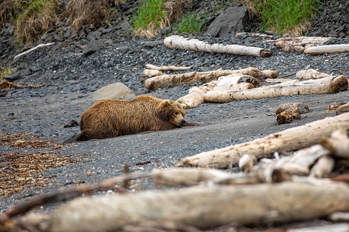 Female adult coastal brown bear sleeping on beach among driftwood in Katmai National Park, Alaska.