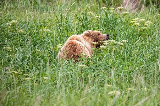 Female adult coastal brown bear in tall sedge grasses in field in Katmai National Park, Alaska.