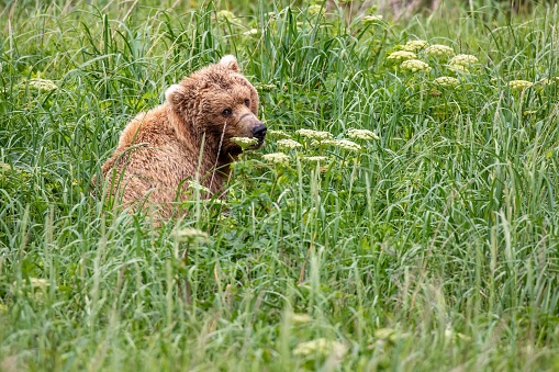 Female adult coastal brown bear sitting in tall grasses in Katmai National Park, Alaska.